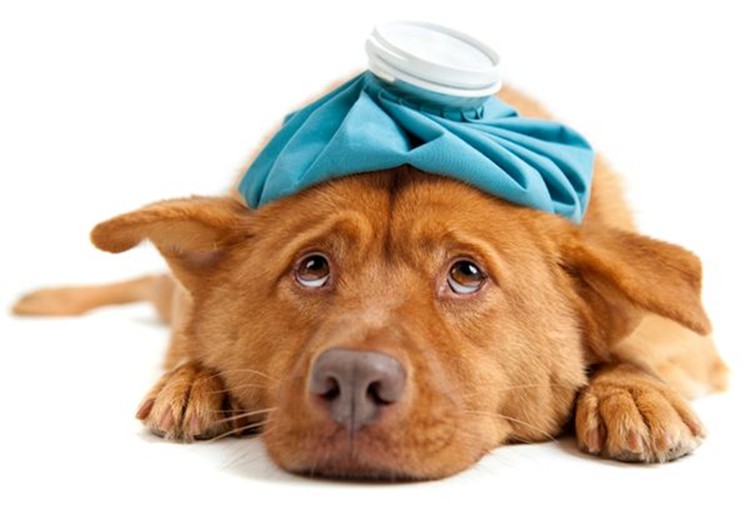 обезболивающие препараты для собак