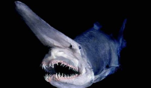 Топ-10: Невиданные существа, обитающие в глубинных водах океана