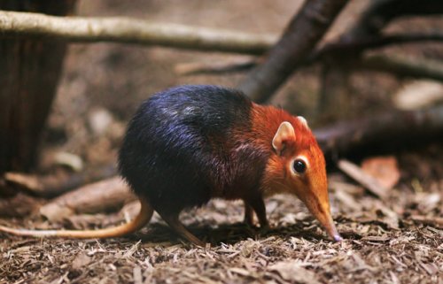 Топ-25 странных доисторических животных, которые существуют по сей день