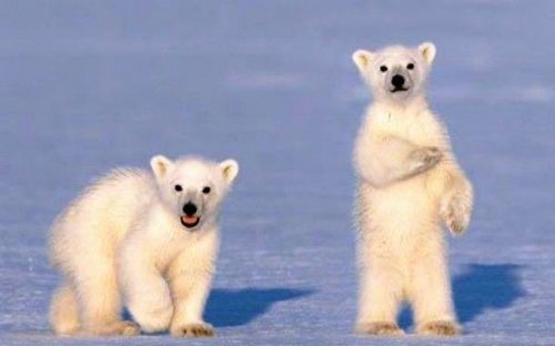 Топ-25: Интересные и малоизвестные факты о белых медведях