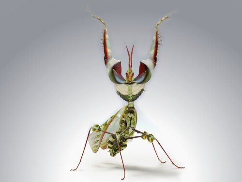 Топ-10: Самые жуткие жуки планеты