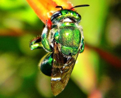 Топ-25: Потрясающе красивые насекомые