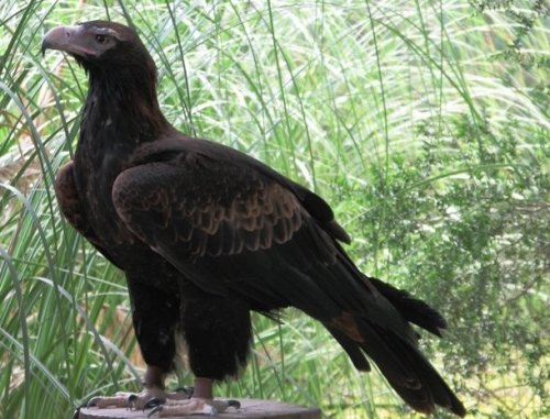 Топ-25: Крупнейшие  хищные птицы, которые на самом деле потрясающи, хотя и внушают страх