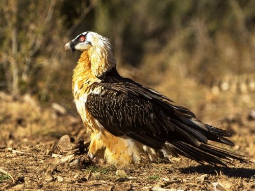 Топ-25: Крупнейшие  хищные птицы, которые на самом деле потрясающи, хотя и внушают страх