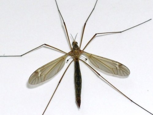 Топ-25: самые большие насекомые, от вида которых захватывает дух