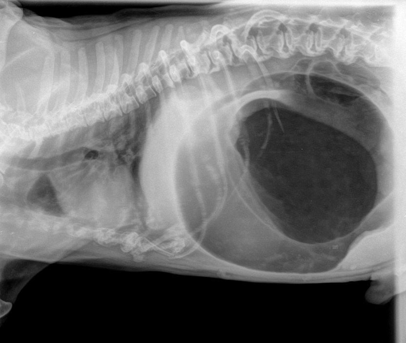 Завороток кишок у собак. Заворот желудка у собаки рентген. Рентген брюшной полости собаки. Острое расширение желудка у собак рентген. Заворот желудка у собаки рентген снимок.