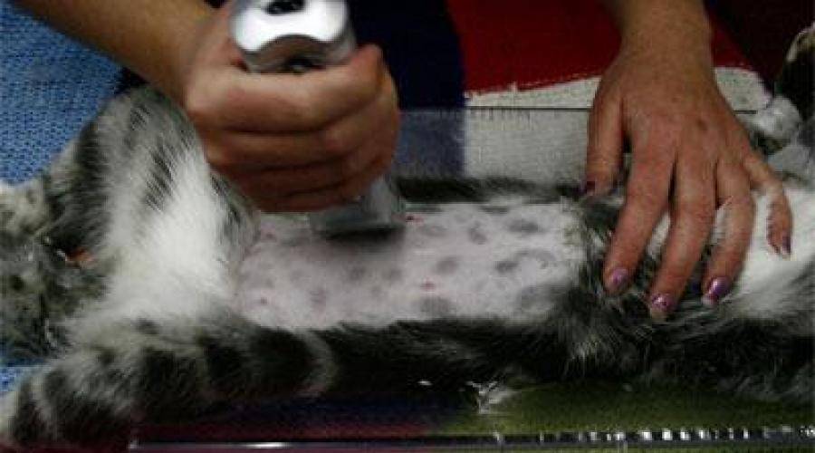 Жизнь стерилизованной кошки. Шов после стерилизации. Стерилизация кошки шов.