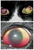 болезни глаз кошки