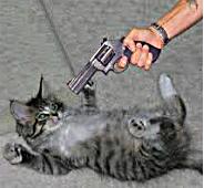 наказание кошки