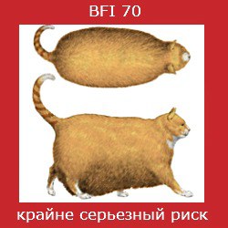 степень ожирения кошки -6