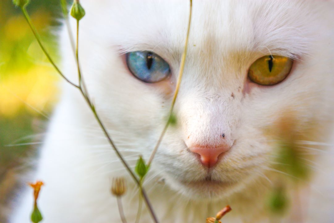 Передается ли гетерохромия по наследству у кошек