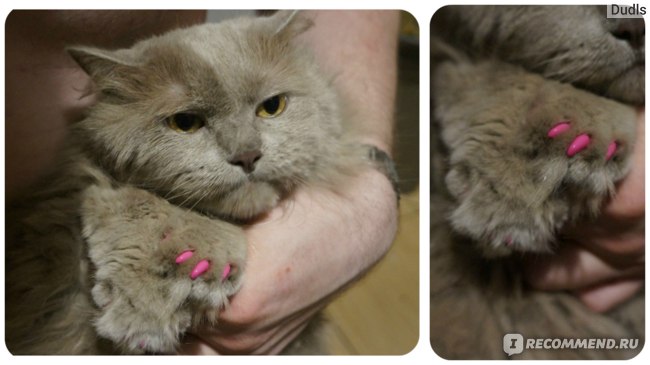 Защитные колпачки на когти EBay New 20pcs Soft Cat Pet Nail Caps Claw Control Paws off + Adhesive Glue XS S M L фото