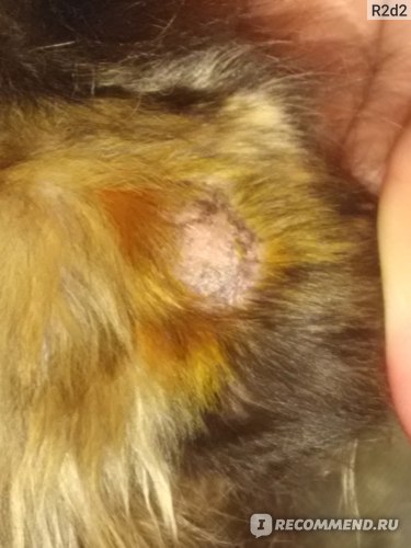 Вакцина Нарвак Поливак-ТМ против дерматомикозов кошек фото