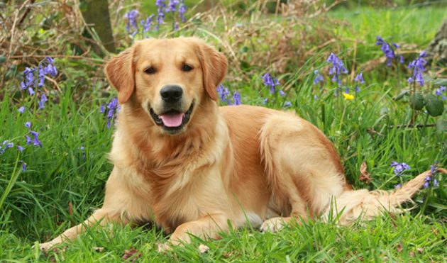 Топ-10 самых умных пород собак: золотистый ретривер