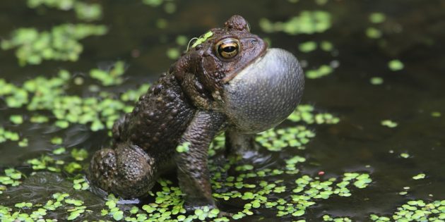 Заблуждения о поведении животных: от лягушек и жаб бывают бородавки
