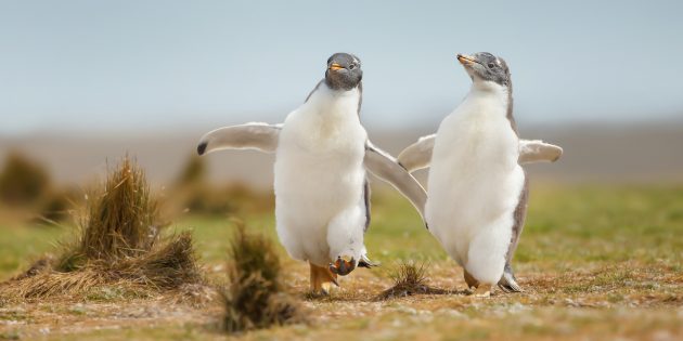 Заблуждения о поведении животных: пингвинов надо переворачивать
