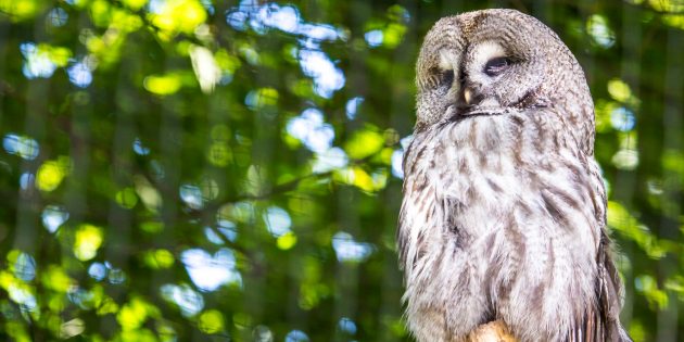 Заблуждения о поведении животных: совы могут поворачивать голову на 360°