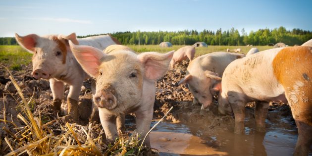 Заблуждения о поведении животных: свиньи — грязнули