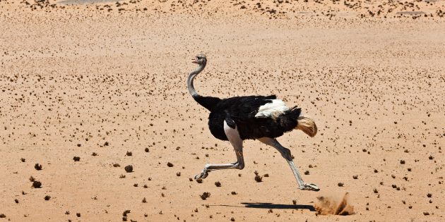 Заблуждения о поведении животных: страусы прячут голову в песок