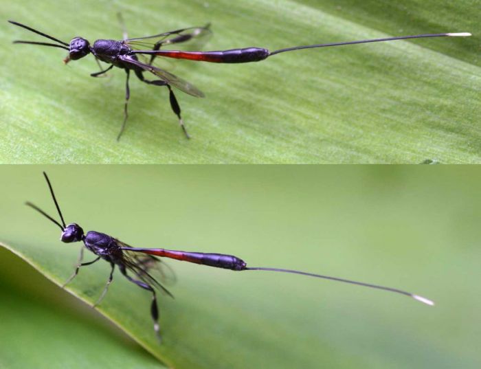 Необычные насекомые с удивительными способностями (10 фото)