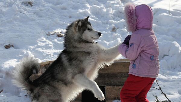 Сторожевой пес и девочка на горнолыжном курорте в Приморском крае