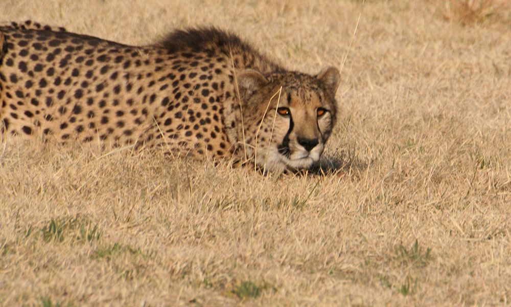 About Cheetahs - Stalking