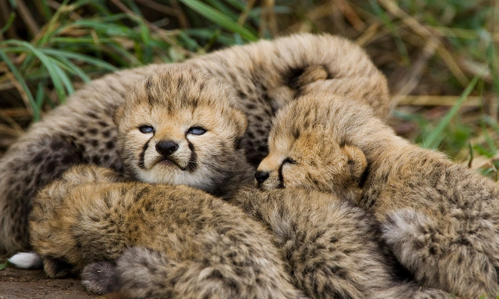 About Cheetahs - Cubs