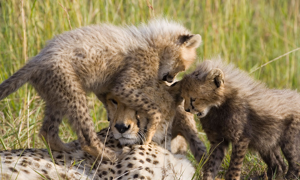 About Cheetahs - Mother cheetah and cubs in the grass