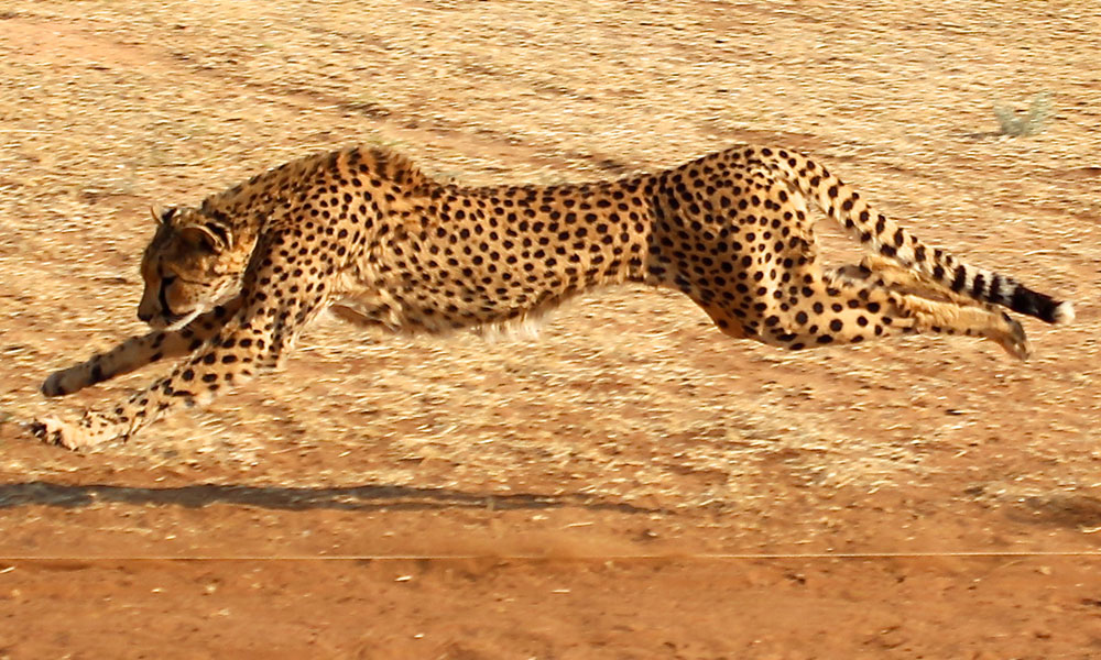 About Cheetahs - Running