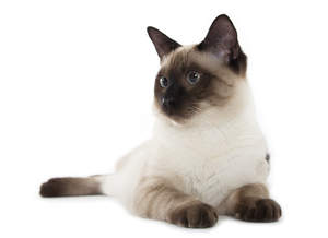 A happy Siamese cat relaxing