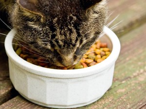 Wet or dry cat food