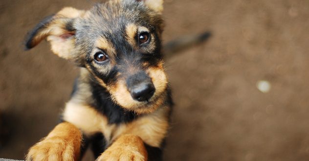 Hopeful puppy at Shelter