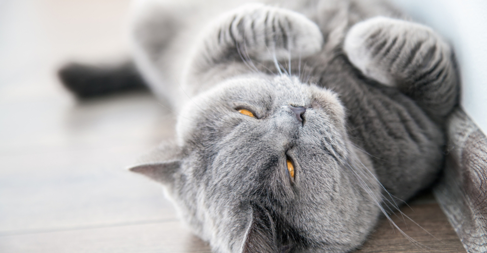 Cute grey British Shorthair cat, lying with tummy up