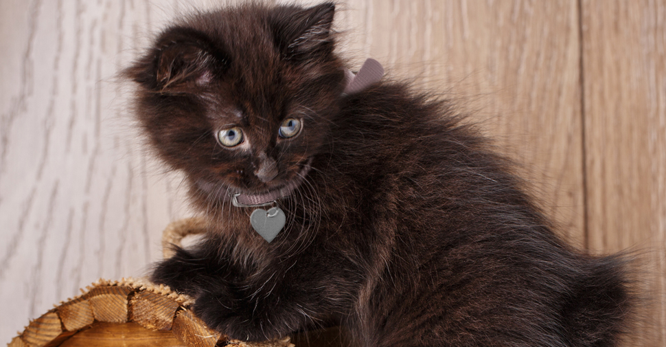 American Bobtail black kitten with green eyes looking behind herself and climbing on top of small wooden chest.