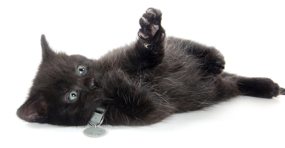 American shorthair black kitten with light blue eyes lying on right side with left paw in air, playing, on white background.