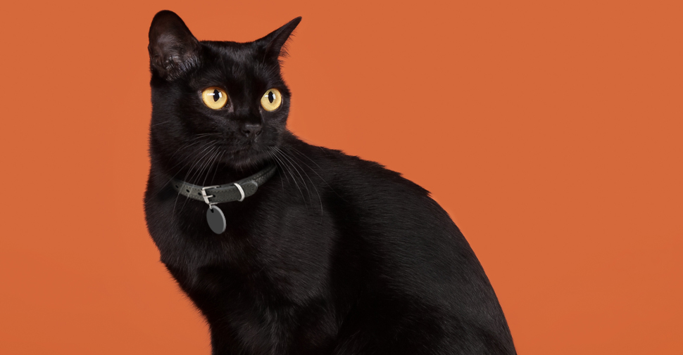 Solid black Bombay cat with bright yellow eyes sitting with orange backdrop with head turned back.