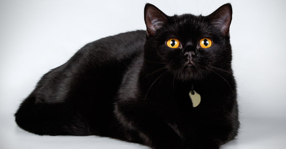 Shiny, black British Shorthair cat with yellow eyes lying down and looking up at camera on white background