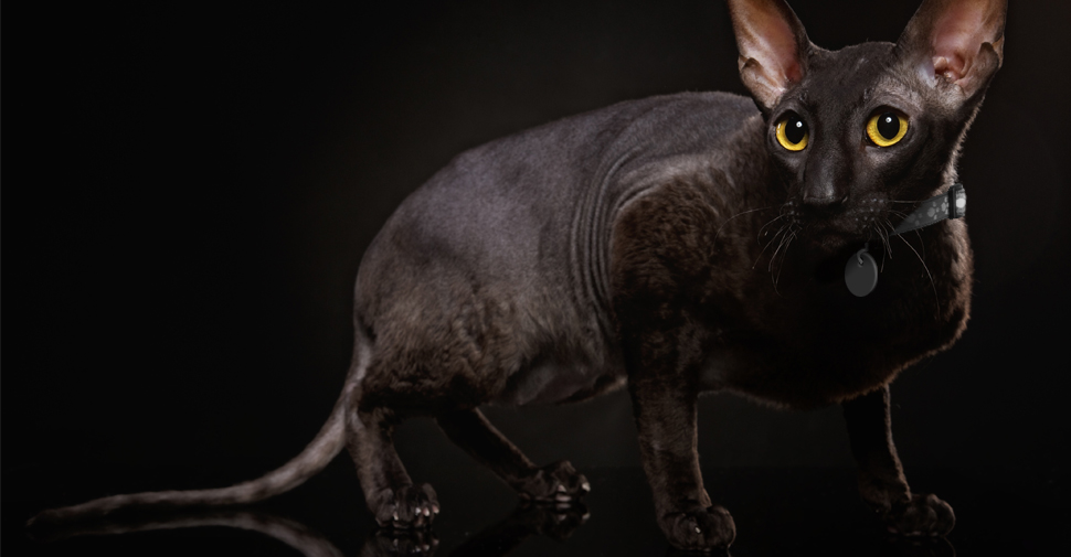 Black Cornish Rex cat with yellow eyes in stalking position against dark background.