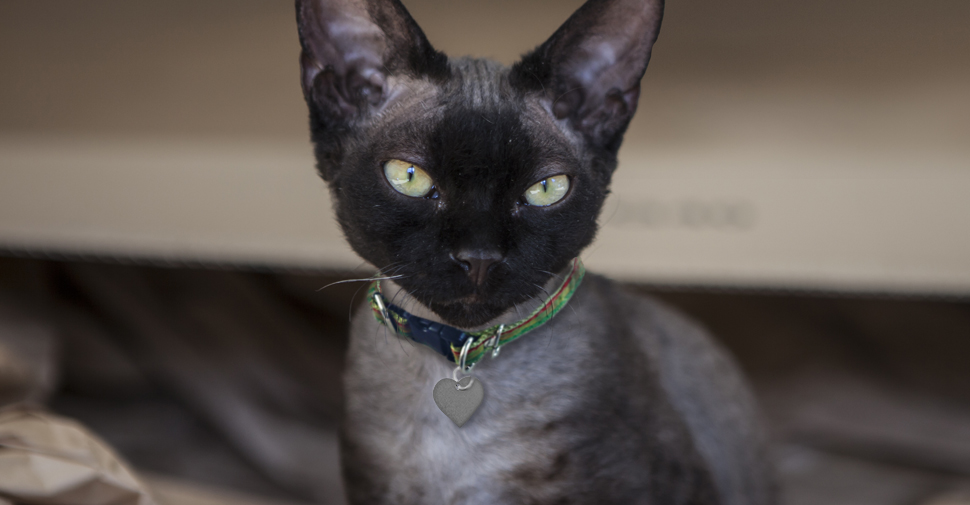 Devon Rex black kitten with large ears and green eyes standing on brown paper.