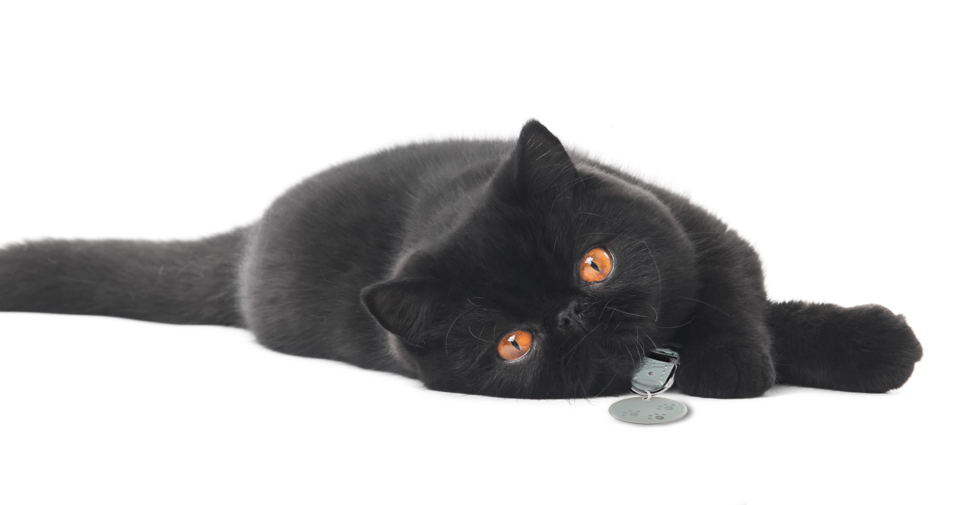 Shiny, black Exotic Shorthair cat with orange eyes and round face lying down and stretched out sideways on white background.