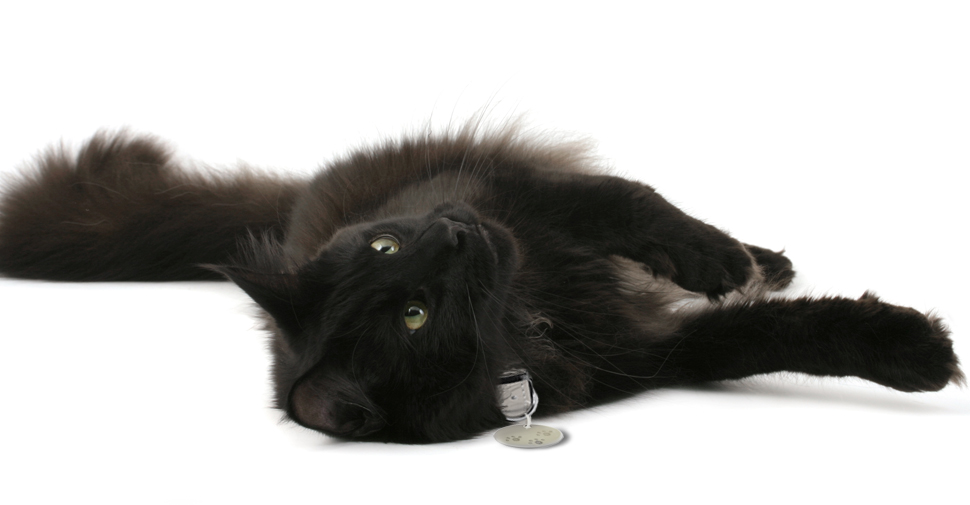 Playful, fluffy, black Norwegian Forest Cat lying on right side on white background.
