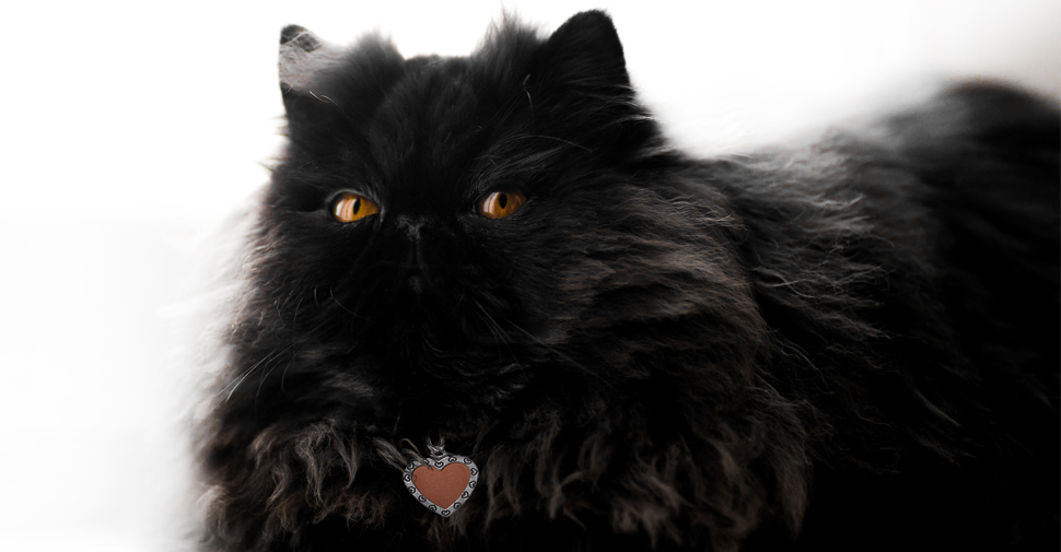 Fluffy, black Persian cat with copper eyes laying down on white background with front paws tucked underneath her body.