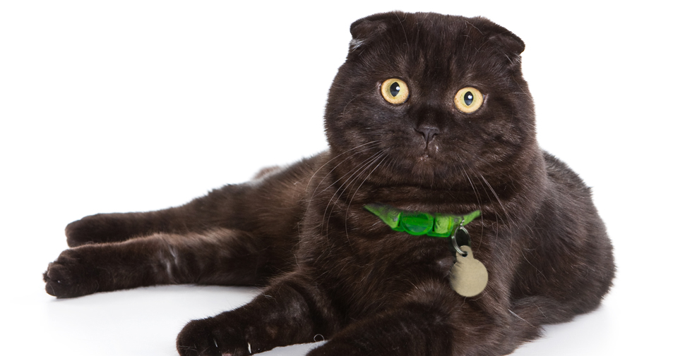Shiny, black Scottish Fold cat with ears folded forward and big yellow eyes laying down with all four legs stretch out to the side on white background.