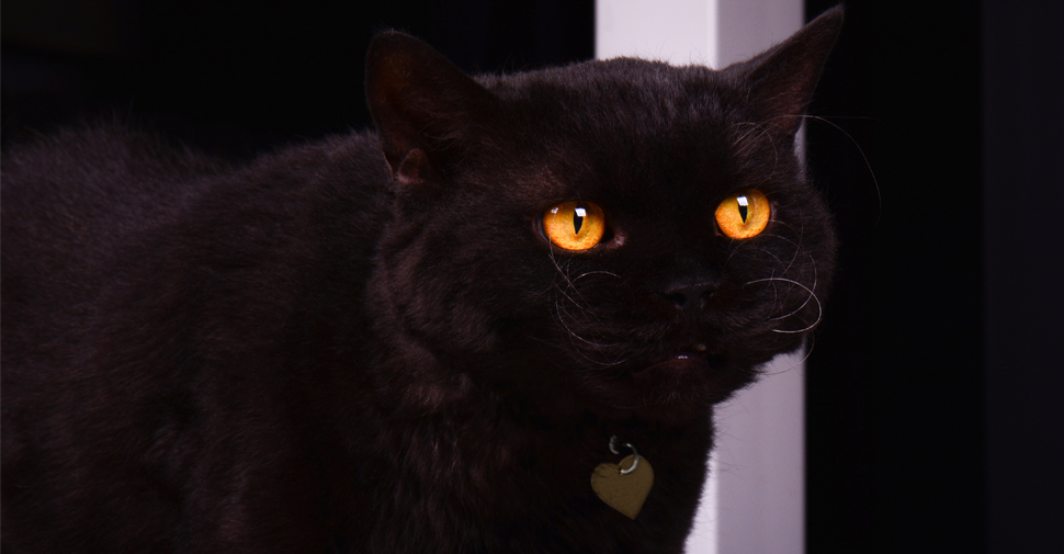 Black Selkirk Rex cat with big golden eyes on black background.
