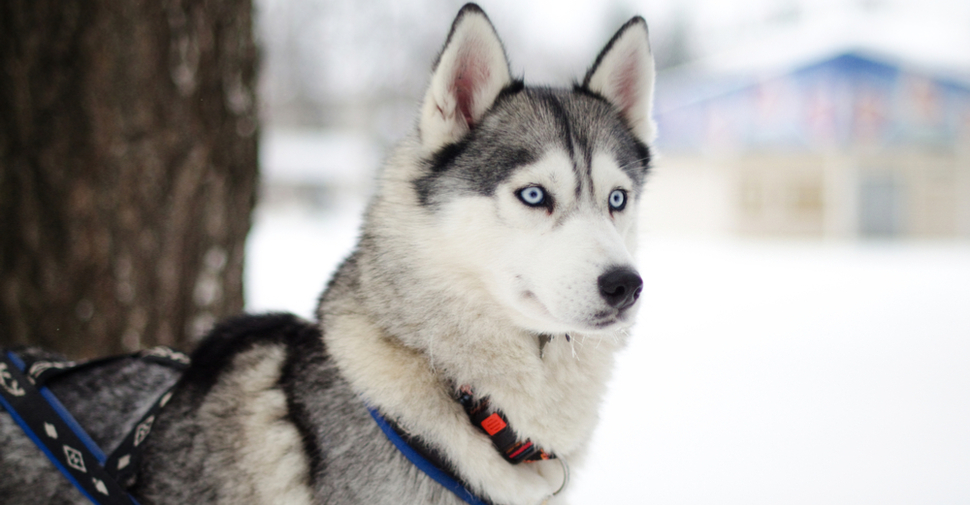 Cute, black-and-white, blue-eyed Siberian husky in a winter scene