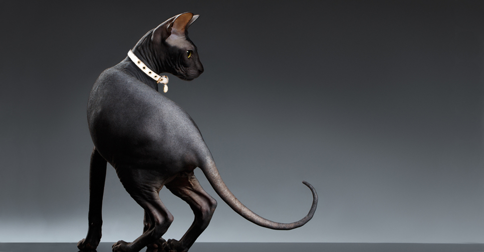 Shiny, black Sphynx cat breed with her back to the camera crouching and looking right with tail curled.