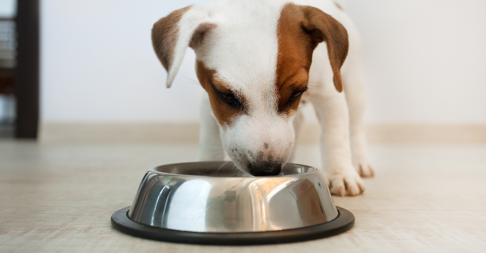 Small tan and white puppy eating from a silver dog food bowl indoors.