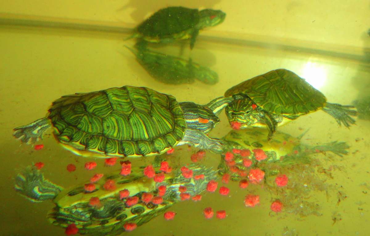 Менять воду черепахе. Водяные черепахи в домашних условиях. Водные черепахи в домашних условиях. Водные маленькие Черепашки в домашних условиях уход. Как ухаживать за водяными черепашками.