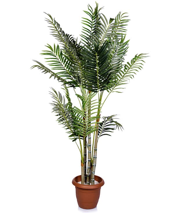 Areca palm dyspis lutescens
