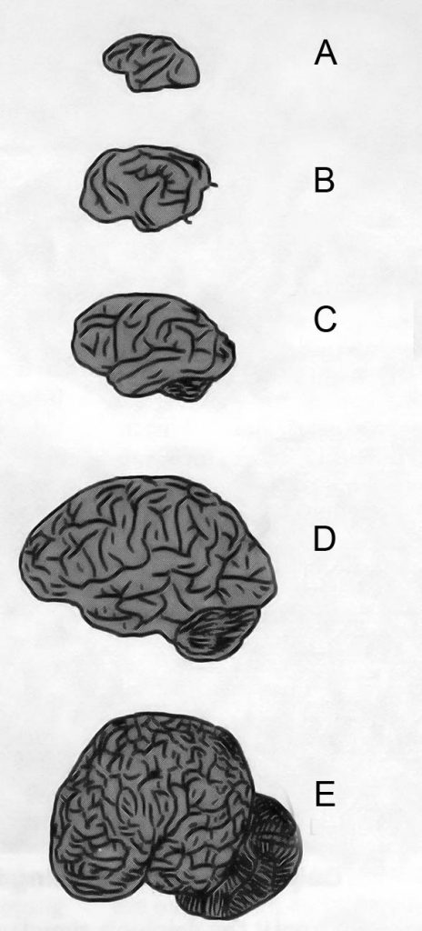 Brain size comparison: A- small monkey, B - dog, C- orangutan, D - human, E - dolphin.